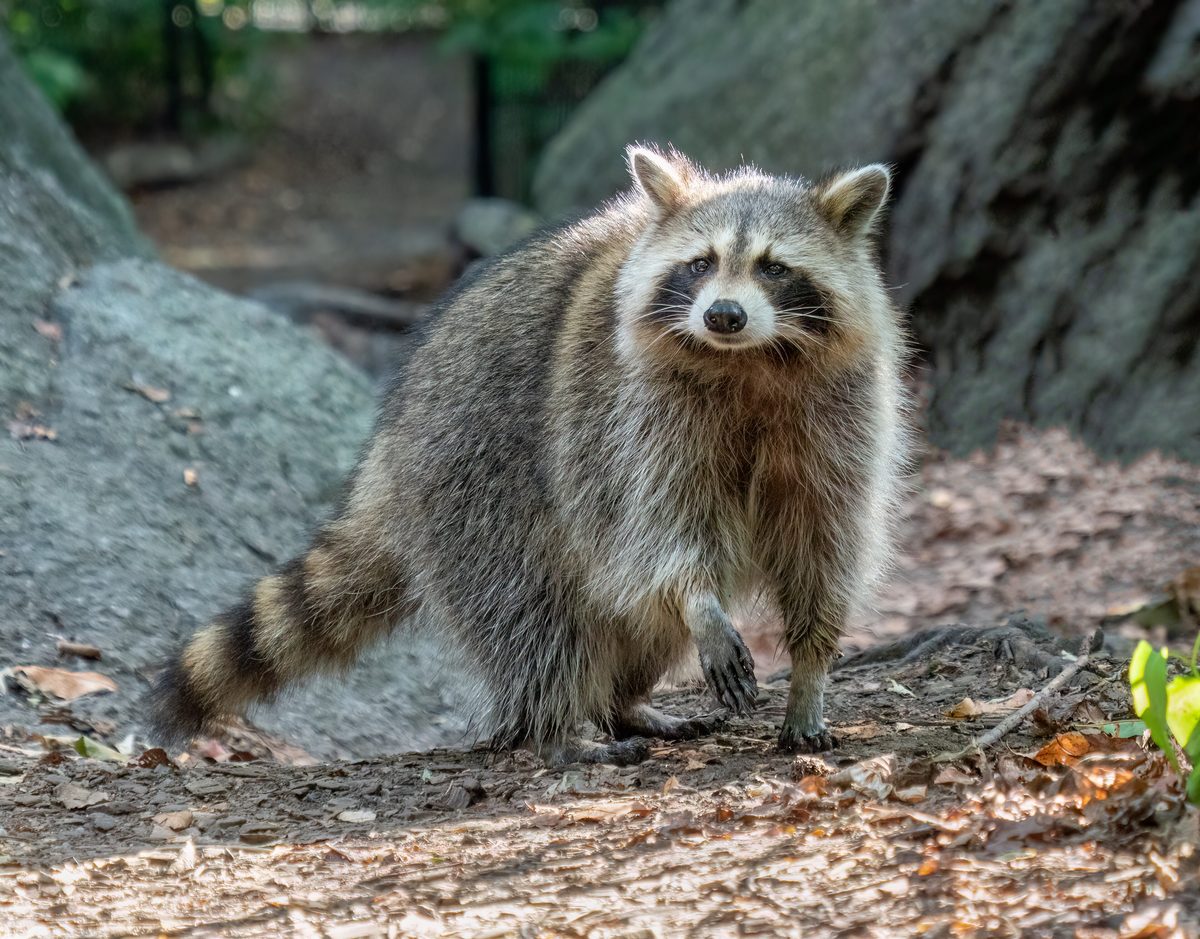 Raccoon at the base of a tree