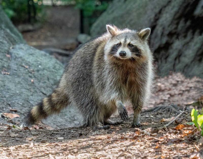Raccoon at the base of a tree