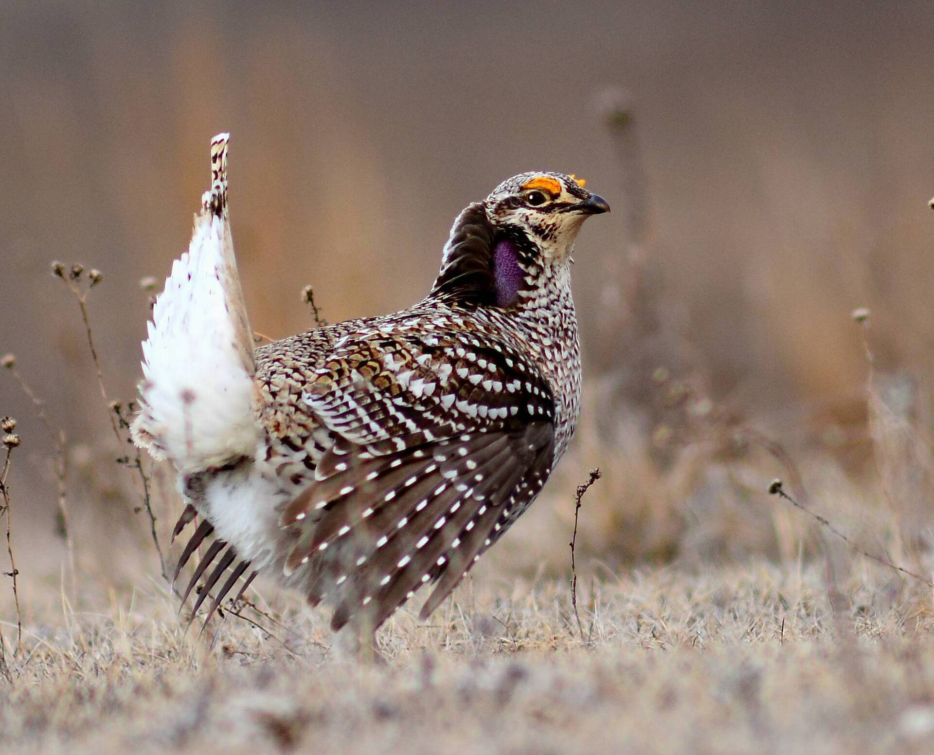 Sharp-tailed grouse displaying on prairie grass