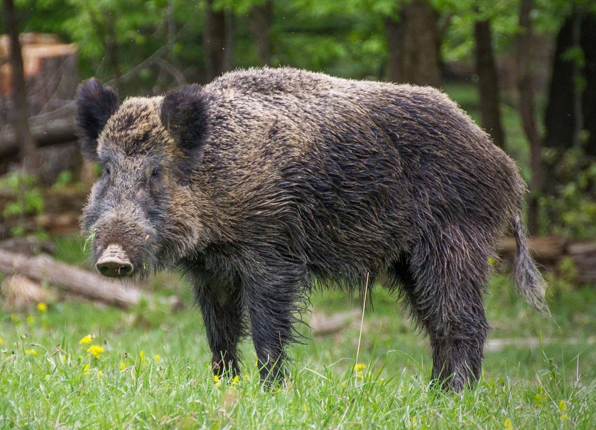 Wild boar rooting in brush