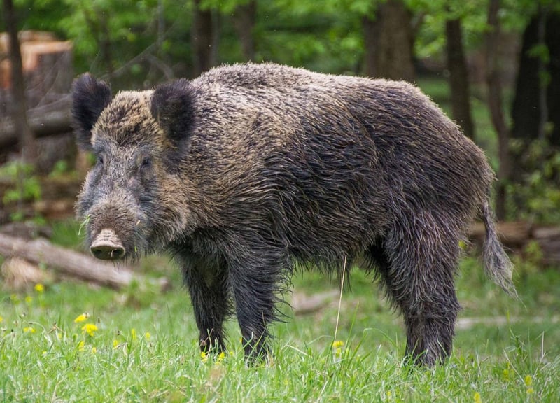 Wild boar rooting in brush