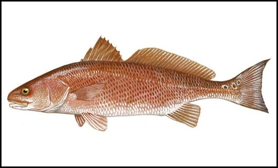 Red drum showing the black eyespot at the base of the tail
