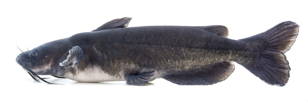 Channel catfish showing barbels and deeply forked tail