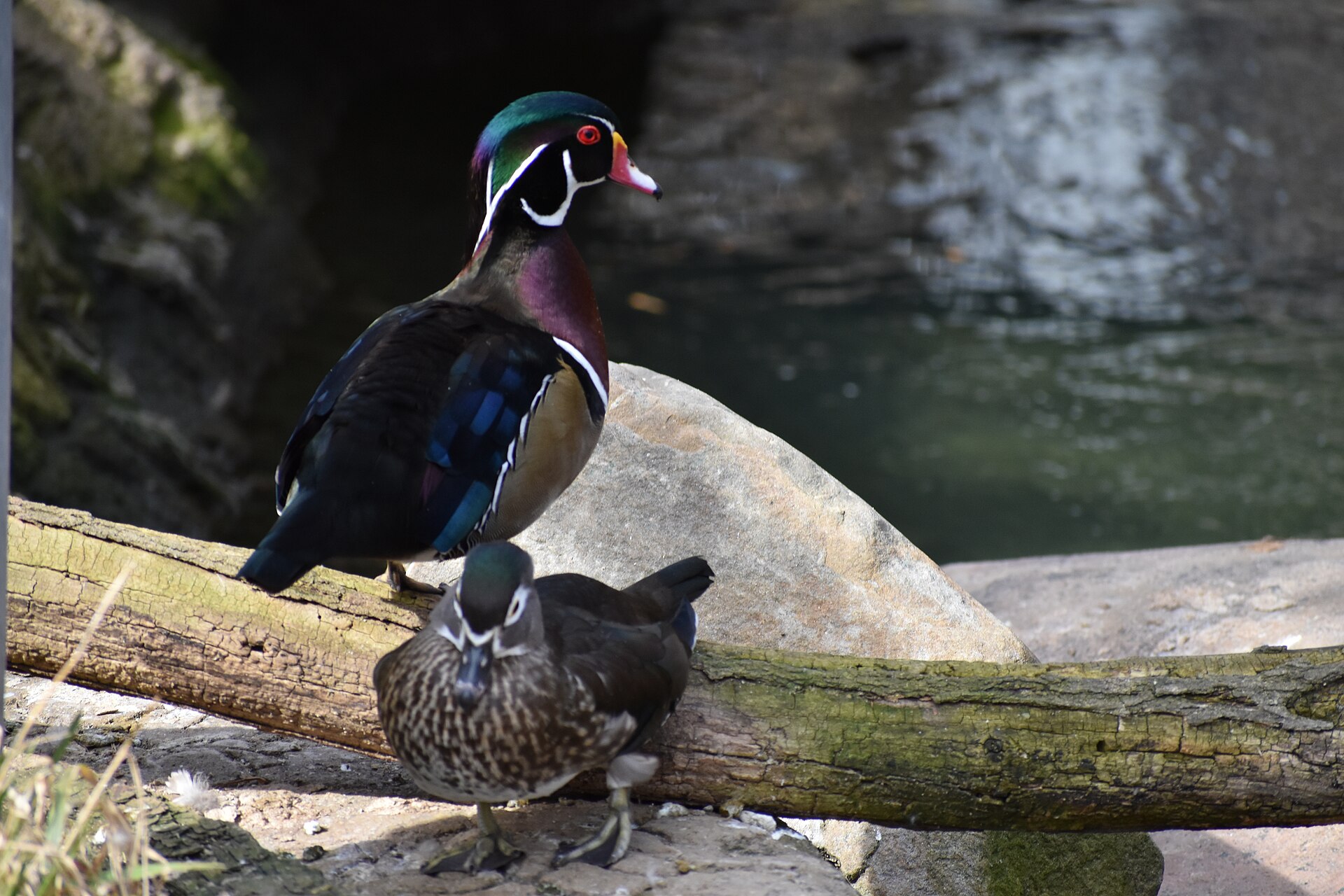 Wood duck drake on a timbered slough