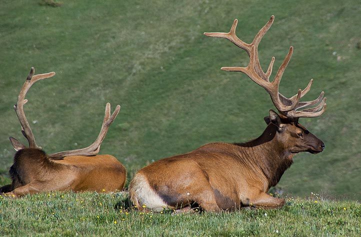 Rocky Mountain elk herd in a high meadow