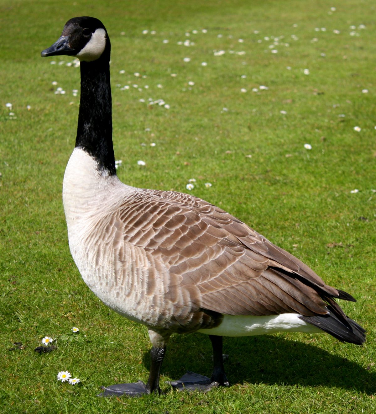 Canada goose in a feeding field