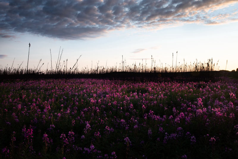 Fireweed and forest landscape in Kenai National Wildlife Refuge, Alaska — USFWS, public domain