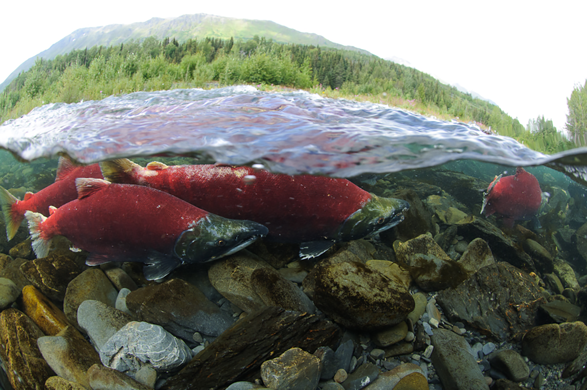 Kasilof River Sockeye Basecamp by Kasilof / western Kenai Peninsula