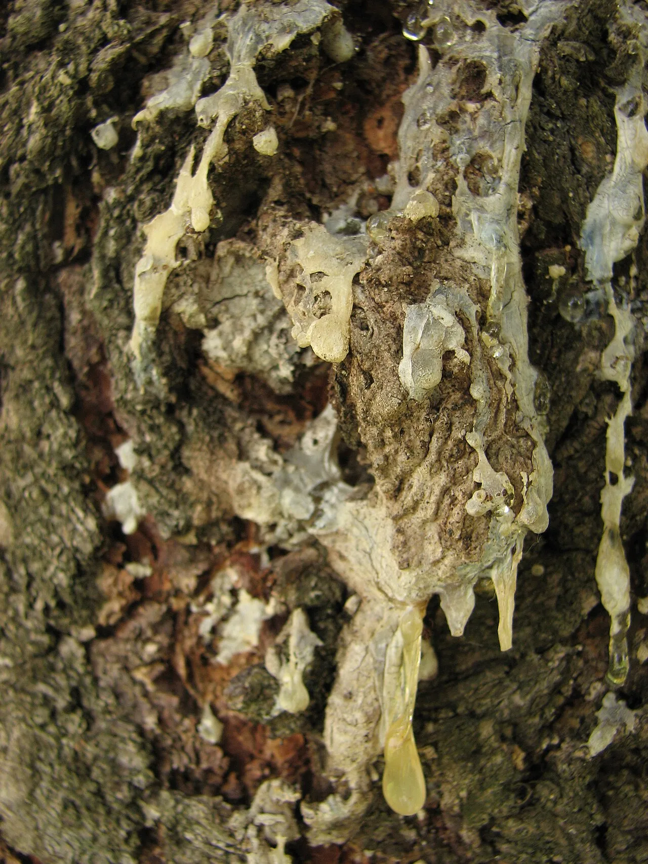 Sticky resin seeping from pine bark