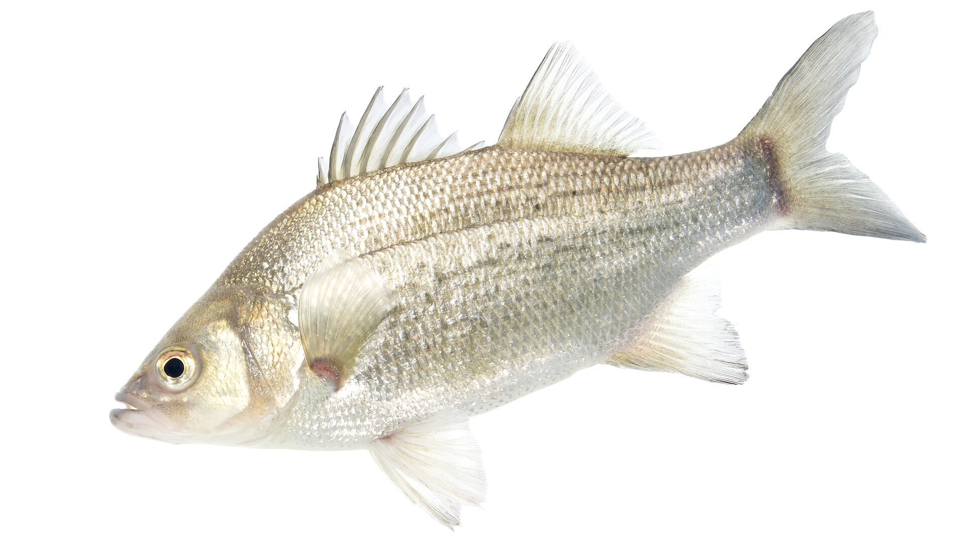 White bass showing silver sides with broken horizontal stripes