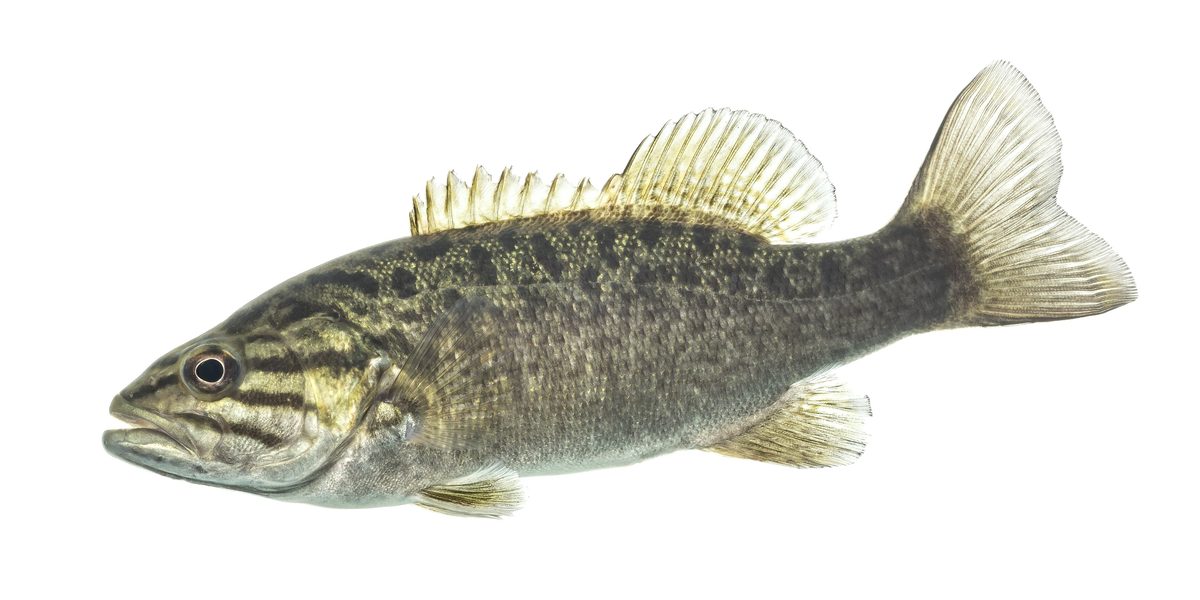 Bronze smallmouth bass with vertical barring