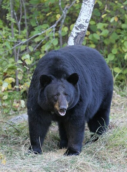 American black bear in timber