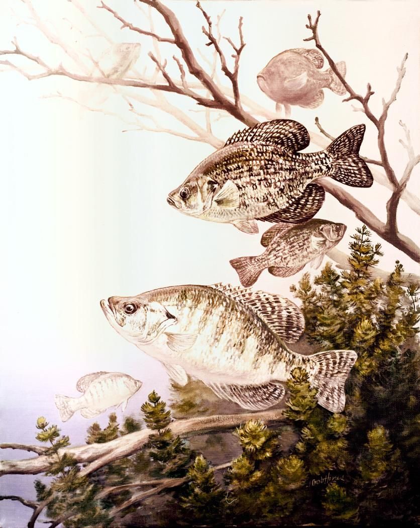 Black crappie and white crappie side by side for comparison