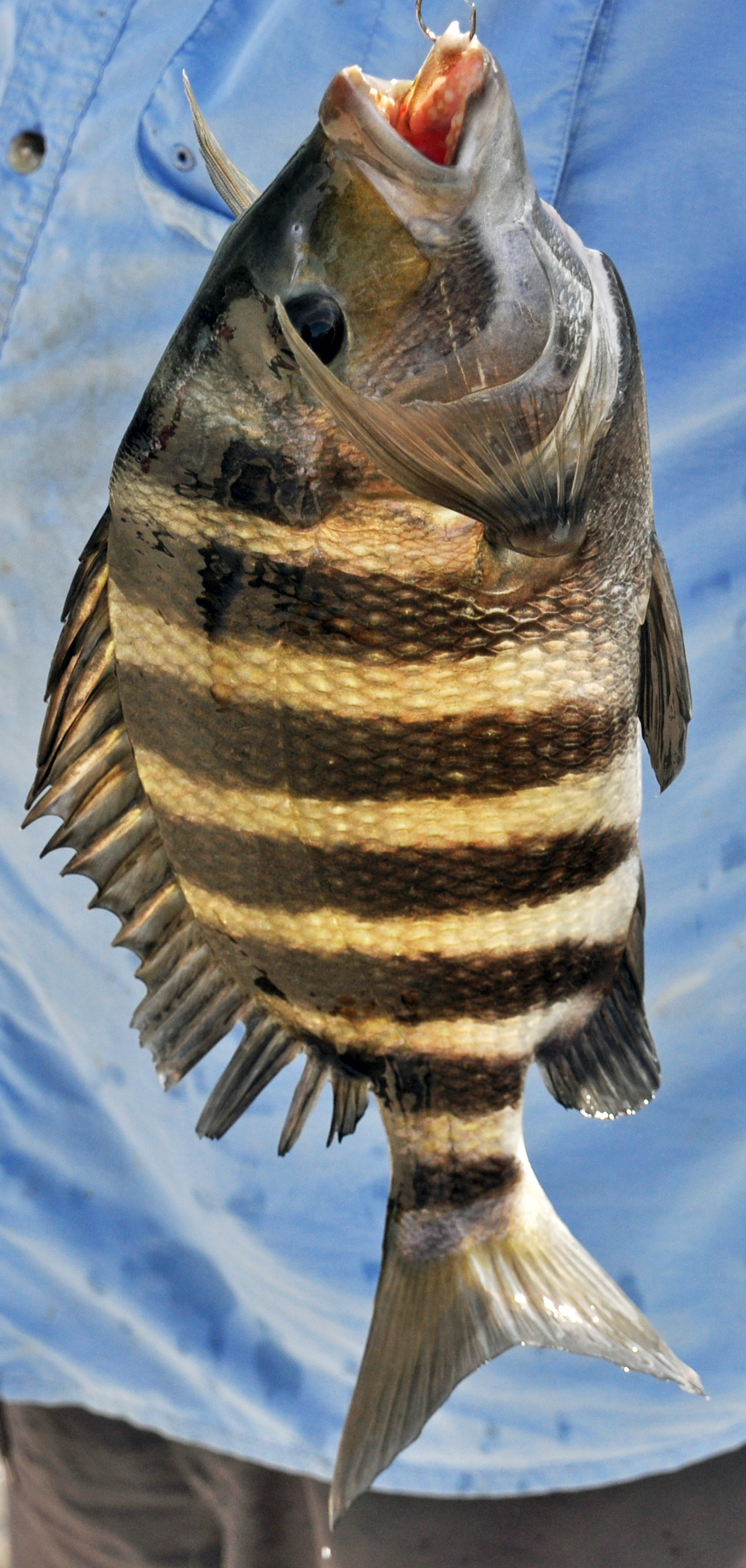 Sheepshead held over the water showing bold black bars and human-like teeth