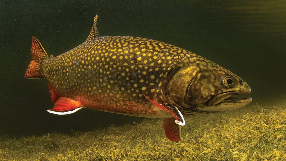 Brook trout in clear water showing worm-track vermiculation and white-edged fins