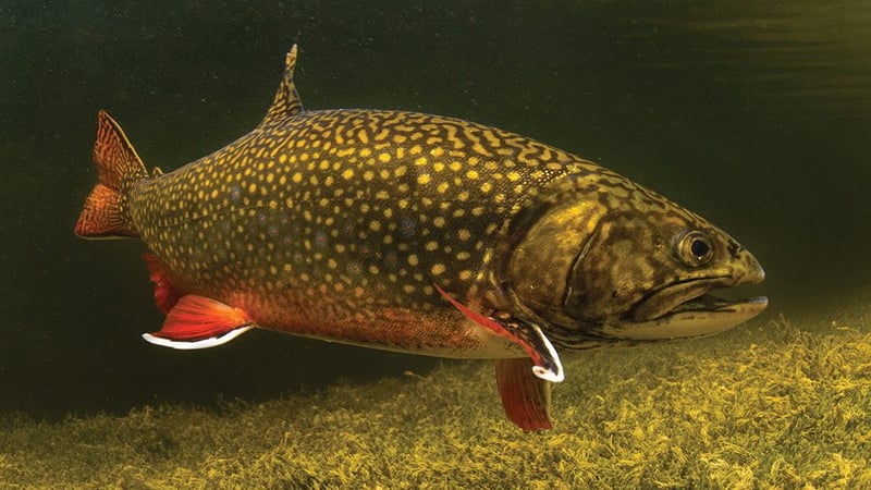 Brook trout in clear water showing worm-track vermiculation and white-edged fins