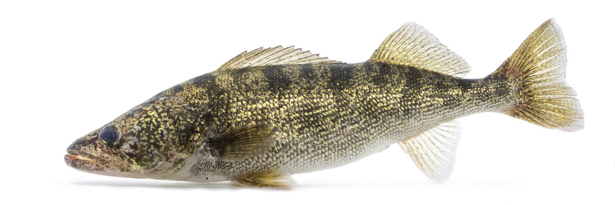 Walleye showing two dorsal fins and the reflective glassy eye