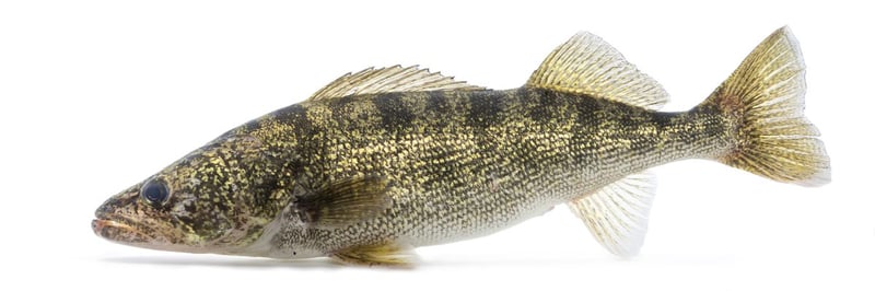 Walleye showing two dorsal fins and the reflective glassy eye