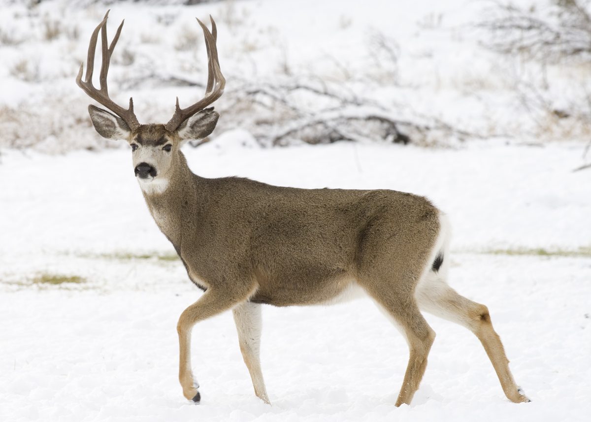 Mule deer buck in open sage country