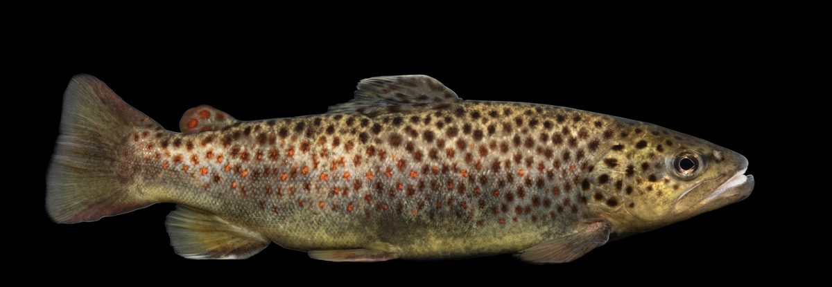 Brown trout with black and red haloed spots