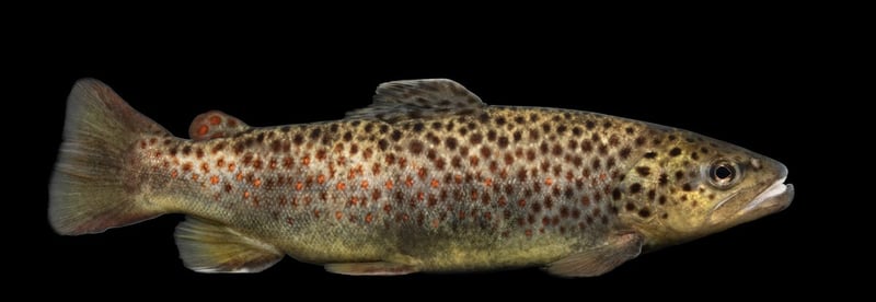 Brown trout with black and red haloed spots