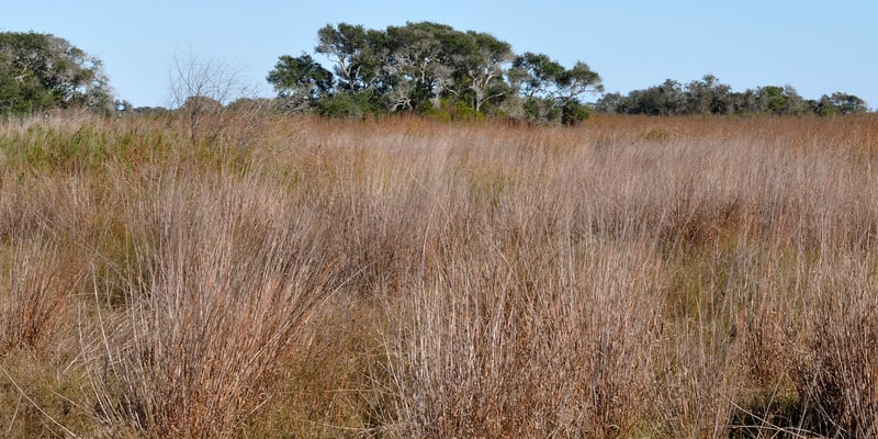 Coastal grassland and wetlands at Aransas National Wildlife Refuge near Estes Flats, Texas