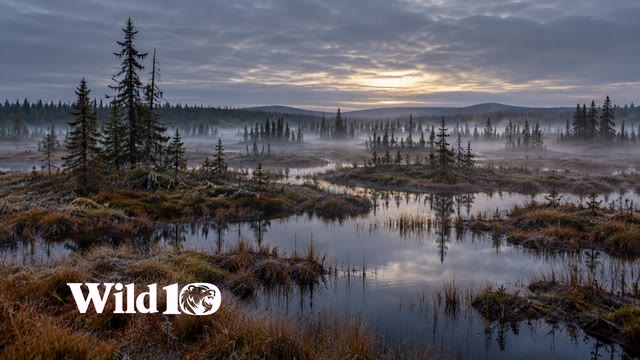 A broad silent northern bog at gray daybreak, low white mist winding between dark stunted spruce islands, tawny sedge and shallow black reflective pools, minimal cold horizon.