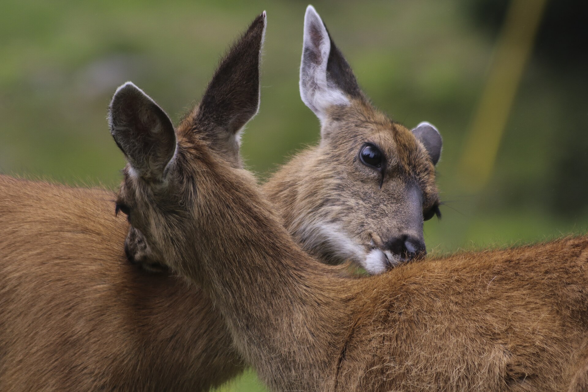 Columbian black-tailed deer in coastal green cover