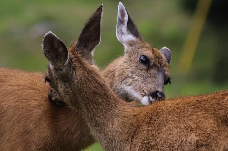 Columbian black-tailed deer in coastal green cover