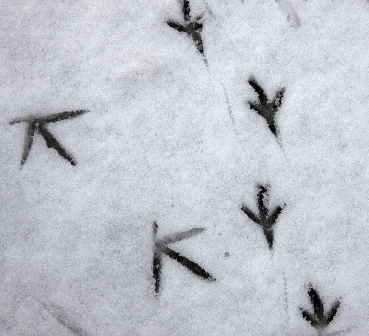 Fresh deer tracks pressed into soft ground