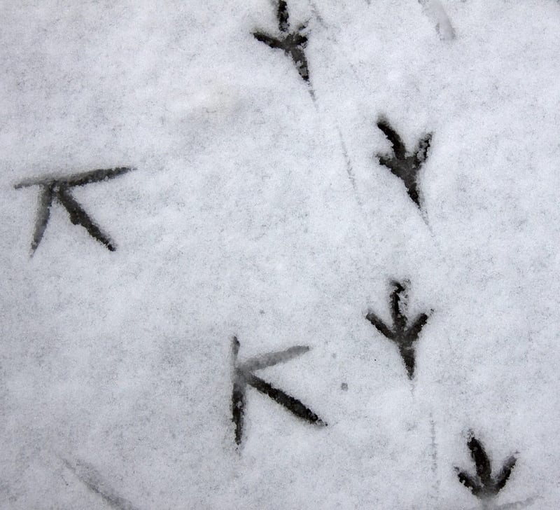 Fresh deer tracks pressed into soft ground