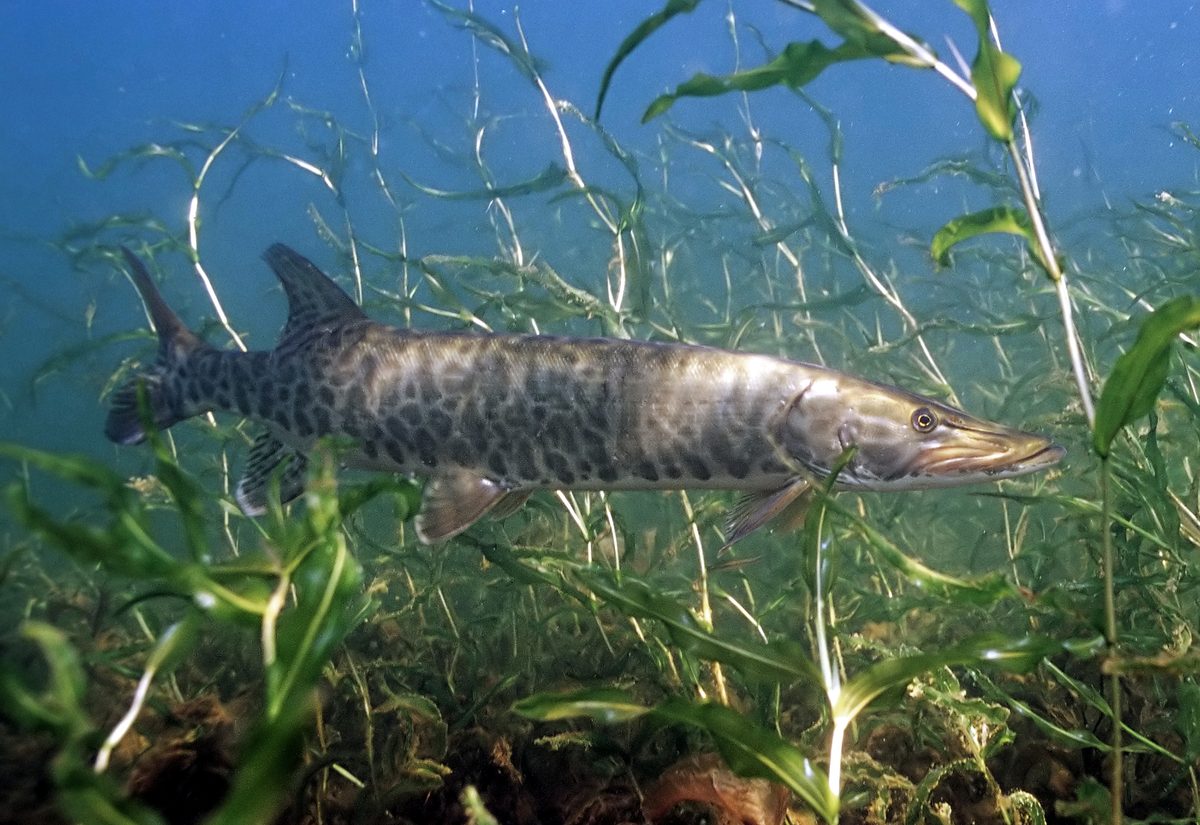 Muskellunge with dark barring over a light body
