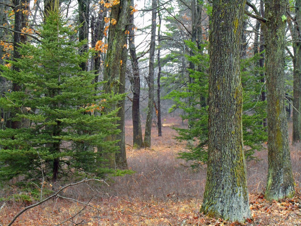 Hardwood forest in peak autumn color