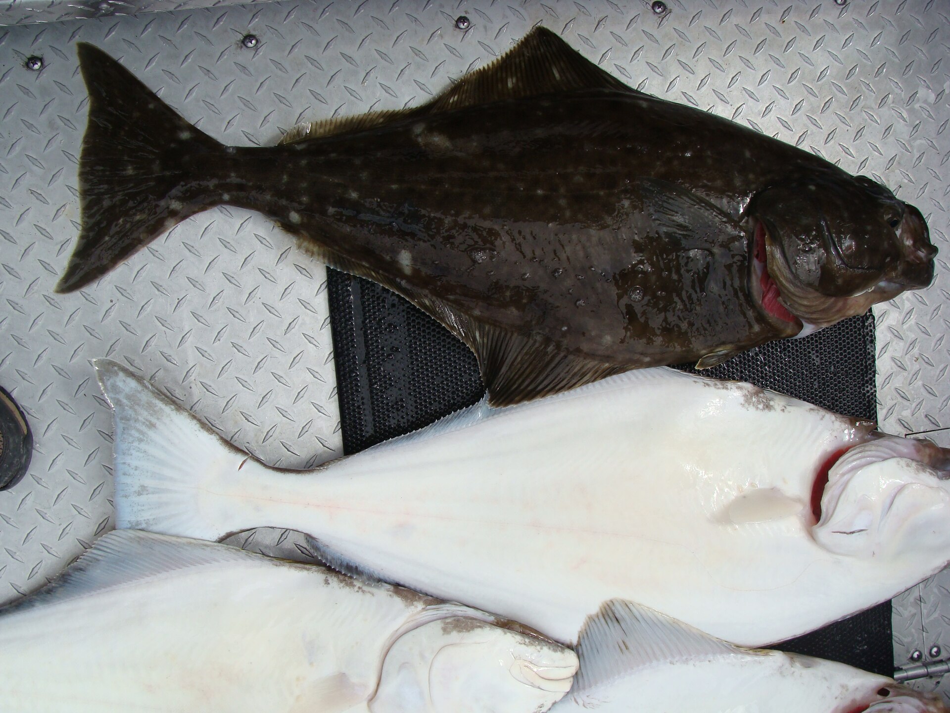 Pacific halibut on deck showing the dark eyed side and white blind side