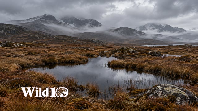 Remote highland peat bog under heavy gray sky, tawny sedge surrounding still dark pools, low rolling hills and drifting pale mist, solitary raw landscape.