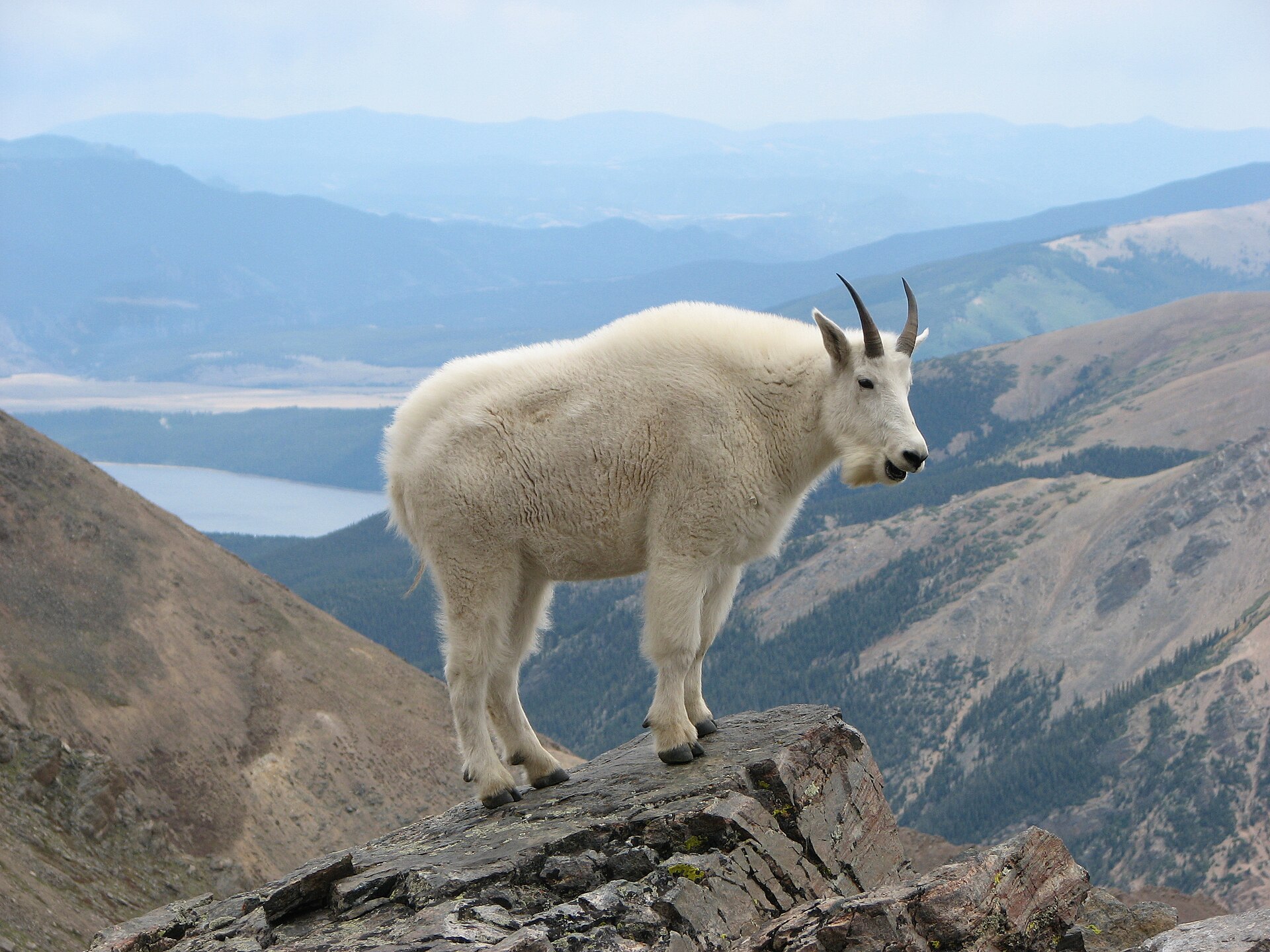 Mountain goat billy on a high alpine ridge