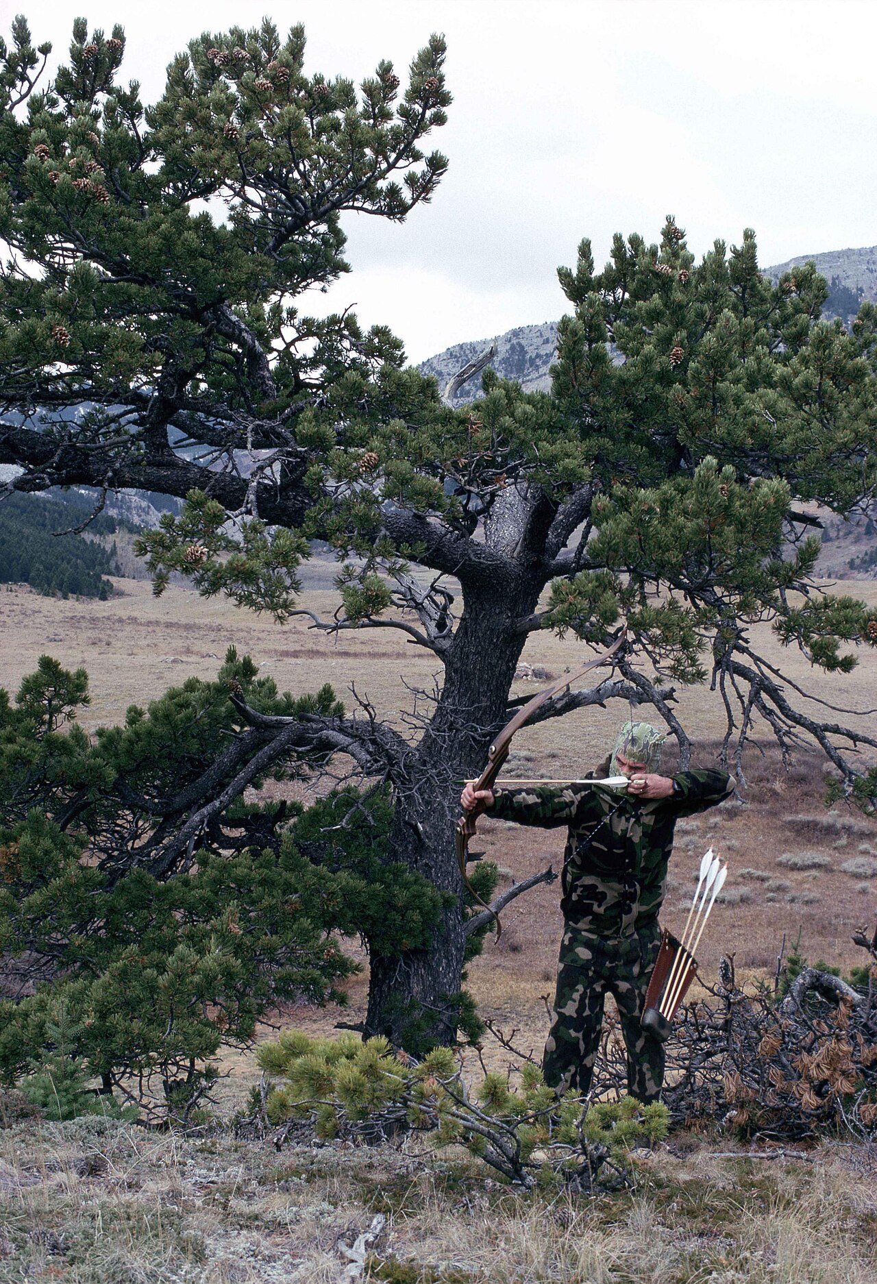 Camouflaged hunter at full draw with a traditional recurve bow in high country pine