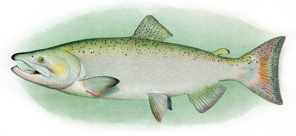 Adult male chinook salmon in spawning color