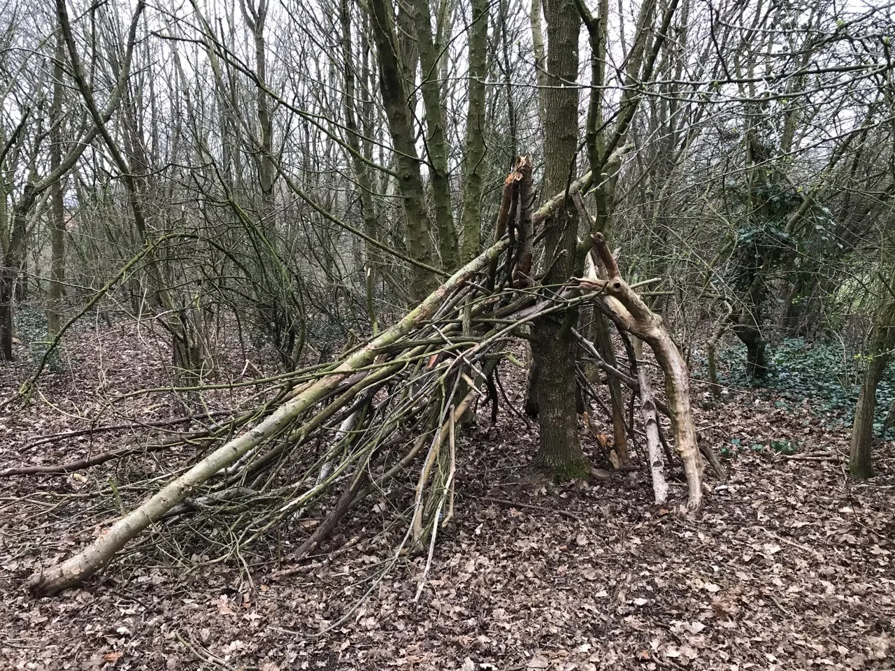Branch-built bushcraft shelter in a woodland