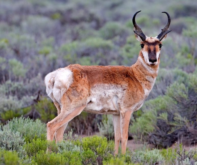 Pronghorn antelope on open prairie