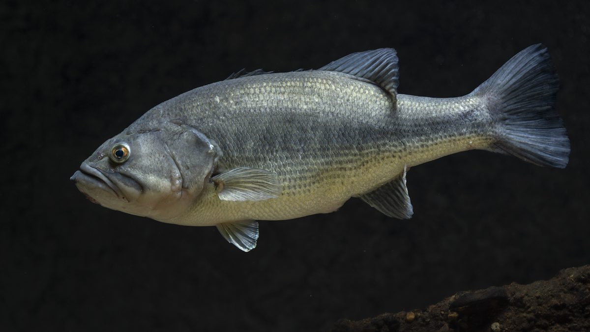 Largemouth bass held broadside showing the jaw hinge behind the eye