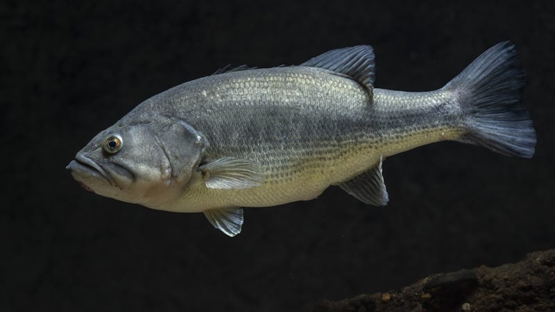 Largemouth bass held broadside showing the jaw hinge behind the eye