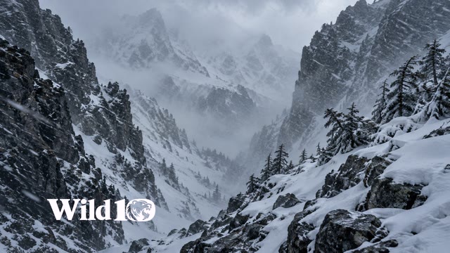 A remote narrow alpine pass during a snow squall, black rock walls, snow-laden stunted pines at right, windblown snow streaking diagonally across the view, cold blue-gray low visibility.