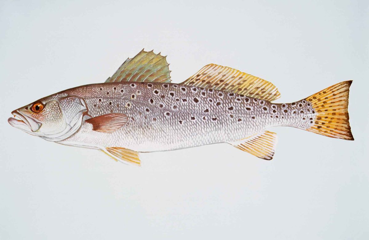 Spotted seatrout with black spotting over the back and tail