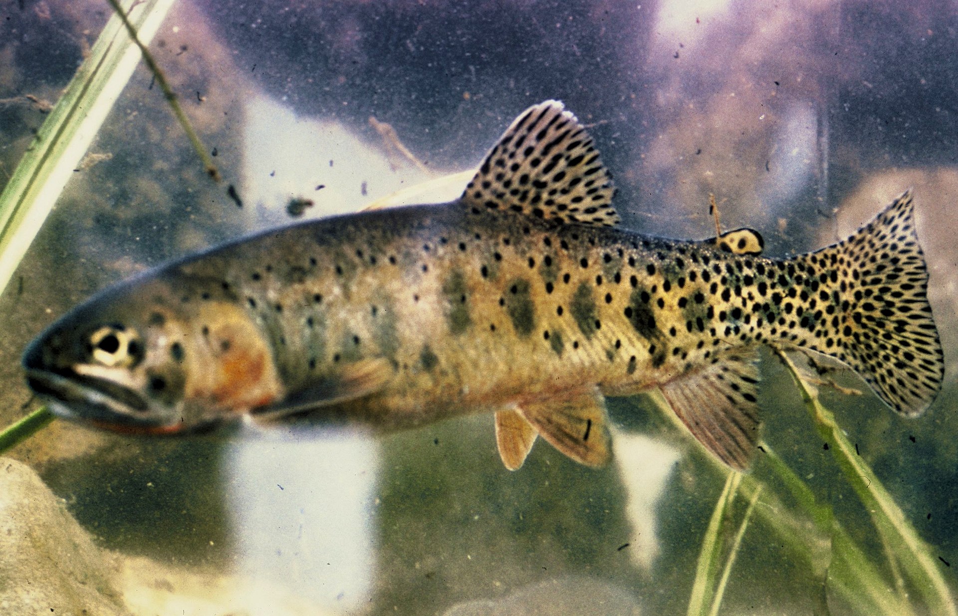 Cutthroat trout showing heavy black spotting and the orange slash under the jaw