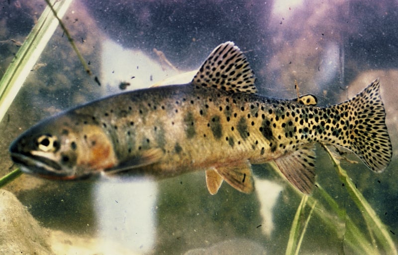 Cutthroat trout showing heavy black spotting and the orange slash under the jaw