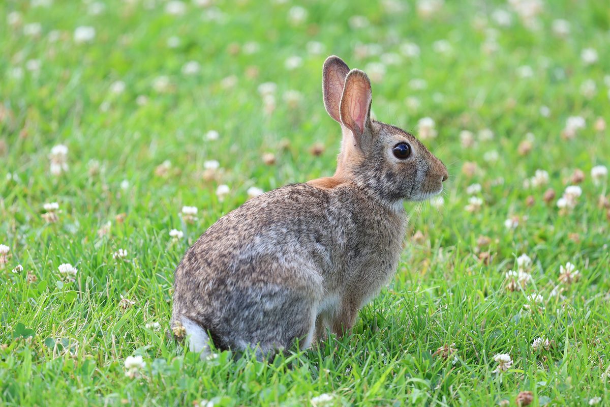 Eastern cottontail rabbit in low cover