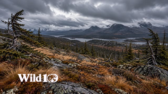 Exposed northern plateau with stunted wind-sculpted spruce on both sides, amber tussock grass, distant low dark mountains, fast low gray cloud ceiling, raw cold autumn wilderness.