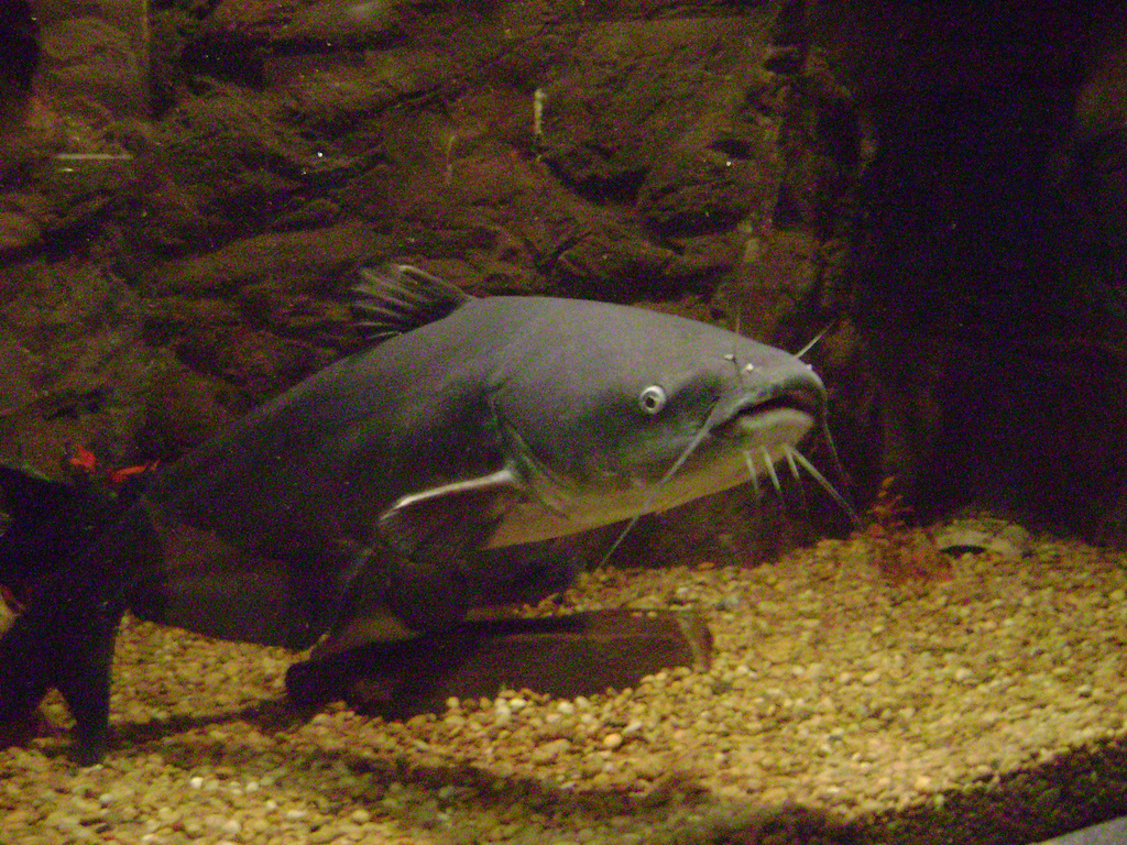 Blue catfish holding near bottom gravel showing a straight-edged anal fin and slate-blue back