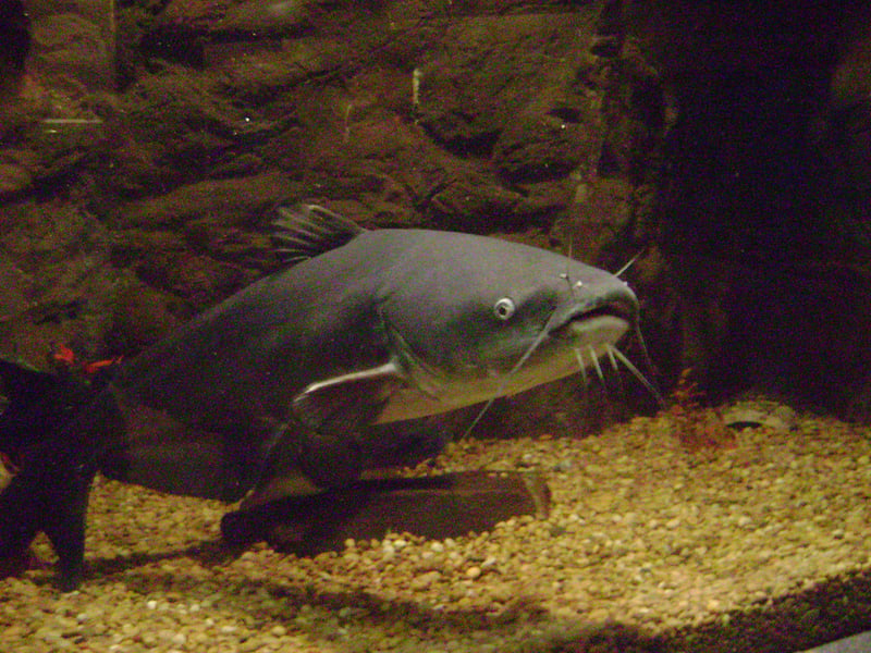 Blue catfish holding near bottom gravel showing a straight-edged anal fin and slate-blue back